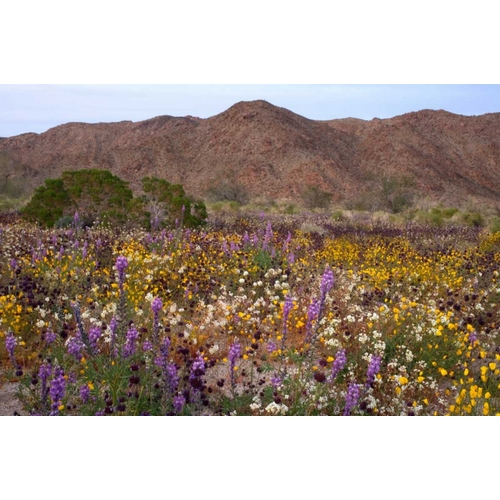 California, Joshua Tree NP Desert Wildflowers